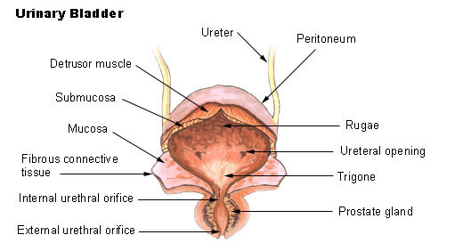 Bladder 3 U.S. National Cancer Institute's Surveillance, Wikimedia