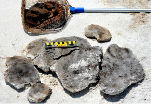 Tar Ball Pollution from BP Deepwater Horizon Oil Spill Found in 2014