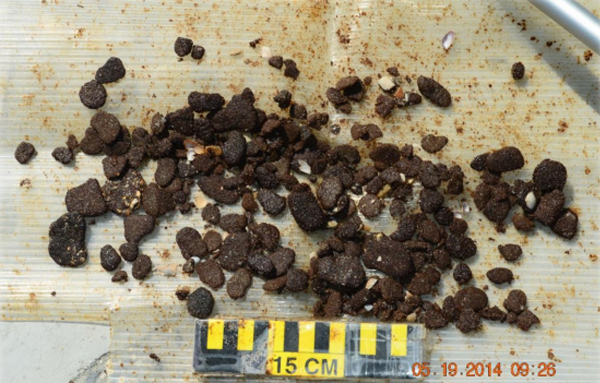 Tar Ball Pollution from BP Deepwater Horizon Oil Spill Found in 2014